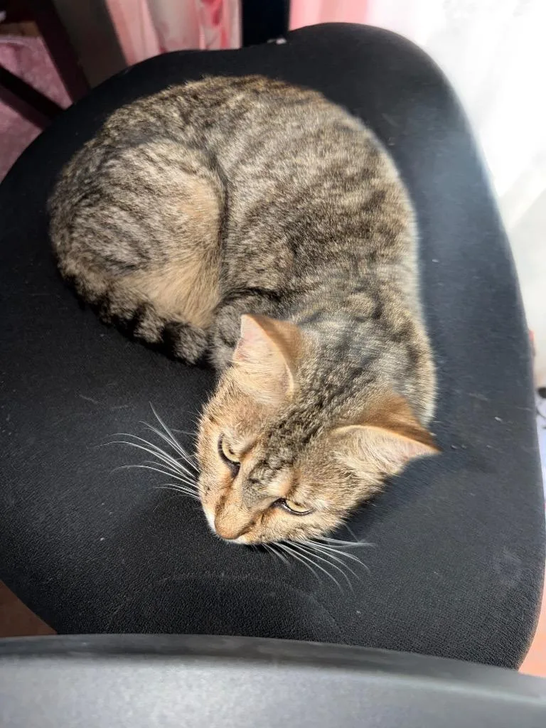 Minnie Meow