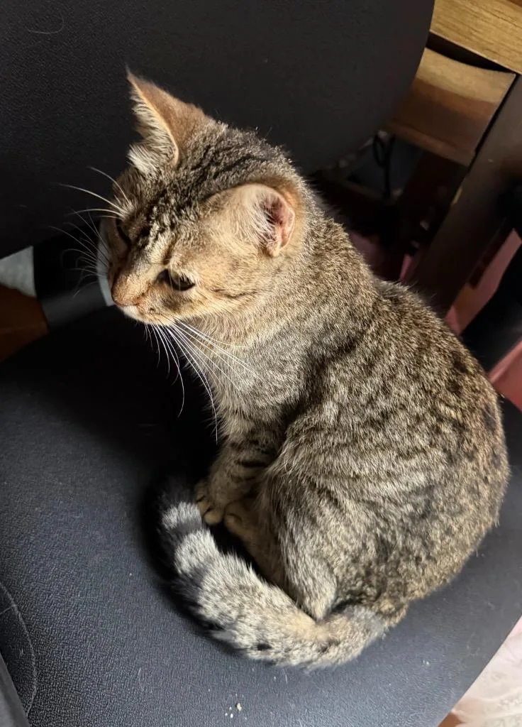 Minnie Meow thumbnail 2