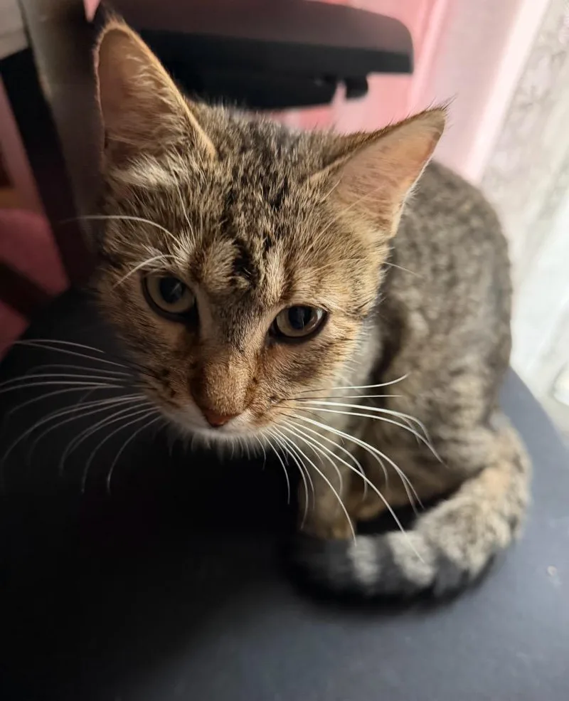 Minnie Meow thumbnail 3