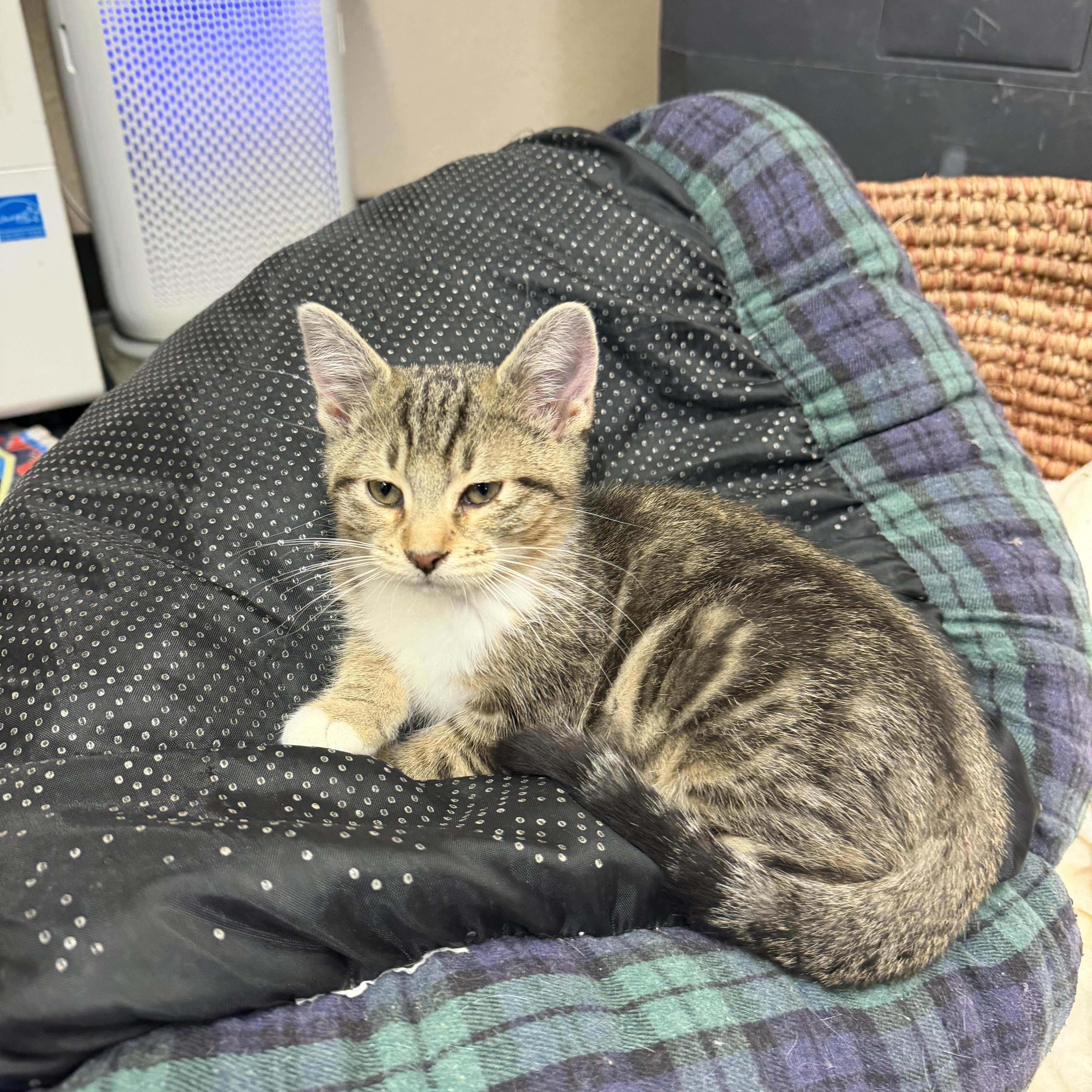 A baby small-sized female Tabby (Buff / Tan / Fawn) Domestic Short Hair cat named Millie for adoption in Mauston, WI