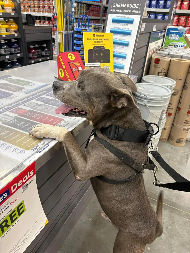 An adult medium-sized male Gray / Blue / Silver American Staffordshire Terrier dog named Hippo for adoption in Lancaster, SC
