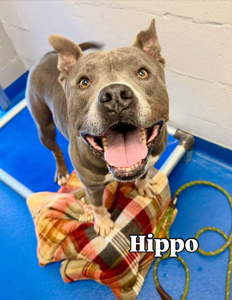 Hippo thumbnail 3