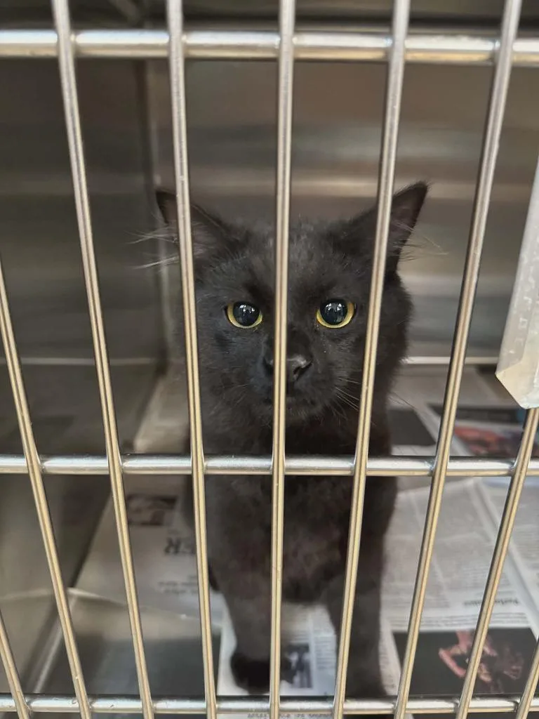 A baby medium-sized male Domestic Short Hair cat named Porky for adoption in Republic, MO