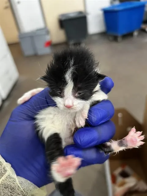 A baby medium-sized male Domestic Medium Hair cat named Prince for adoption in Dallas, TX