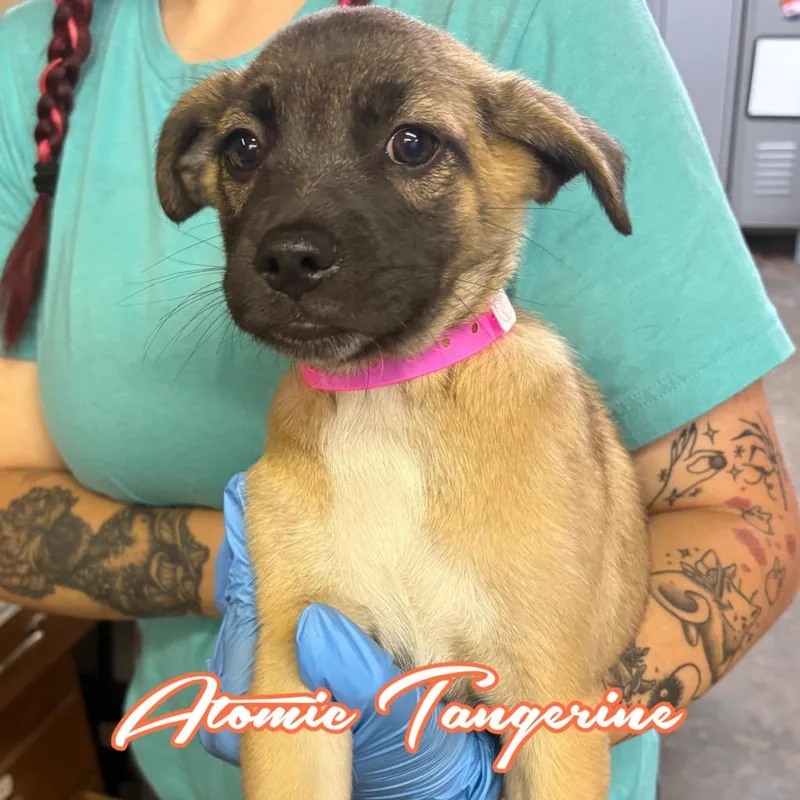 A baby medium-sized female Shepherd dog named Atomic Tangerine for adoption in Hillsboro, OH