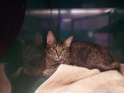 A young small-sized female Brown / Chocolate Domestic Medium Hair cat named Dolores for adoption in El Paso, TX