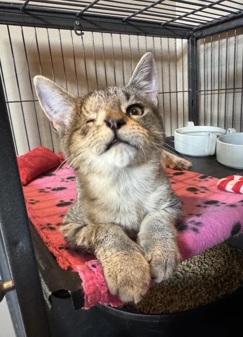 A baby medium-sized female Tabby (Brown / Chocolate) Tabby cat named Oia for adoption in Albuquerque, NM