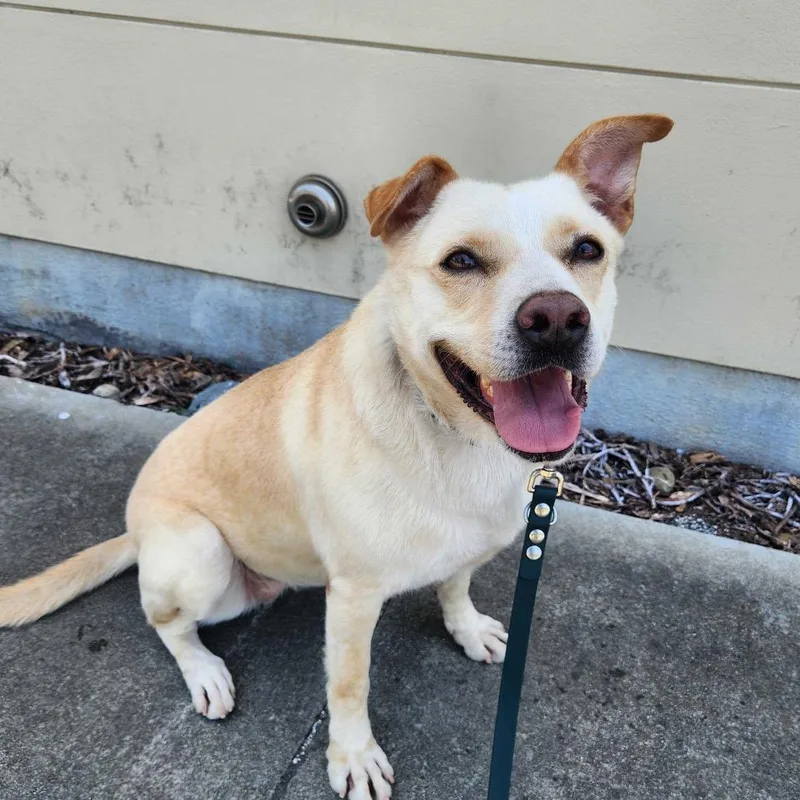 An adult large-sized female Yellow / Tan / Blond / Fawn Yellow Labrador Retriever dog named Emma Demi for adoption in Pacifica, CA