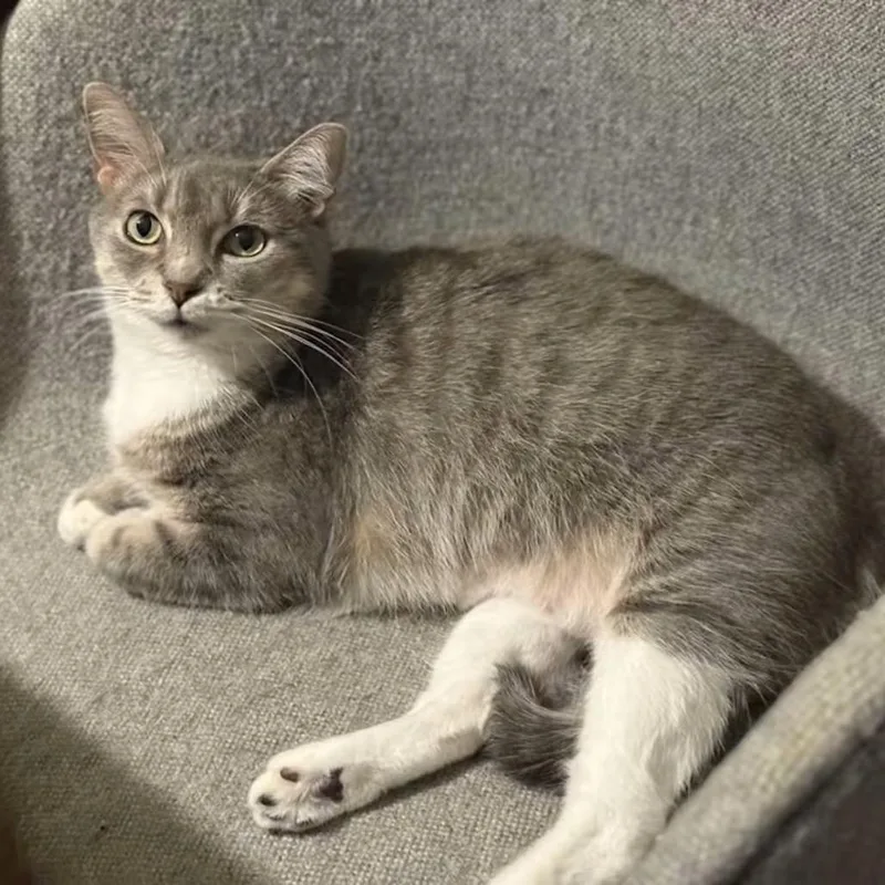 An adult medium-sized female Domestic Short Hair cat named Beyonce for adoption in Lauderhill, FL