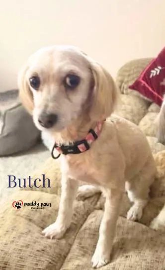 Butch thumbnail 2