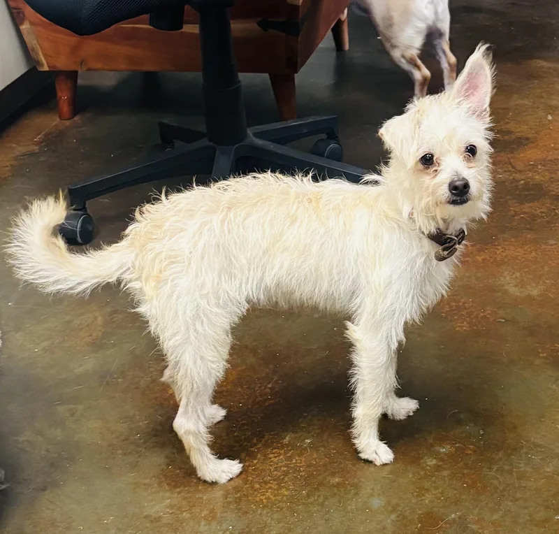 An adult small-sized male White / Cream Terrier dog named Roquefort for adoption in Council Bluffs, IA