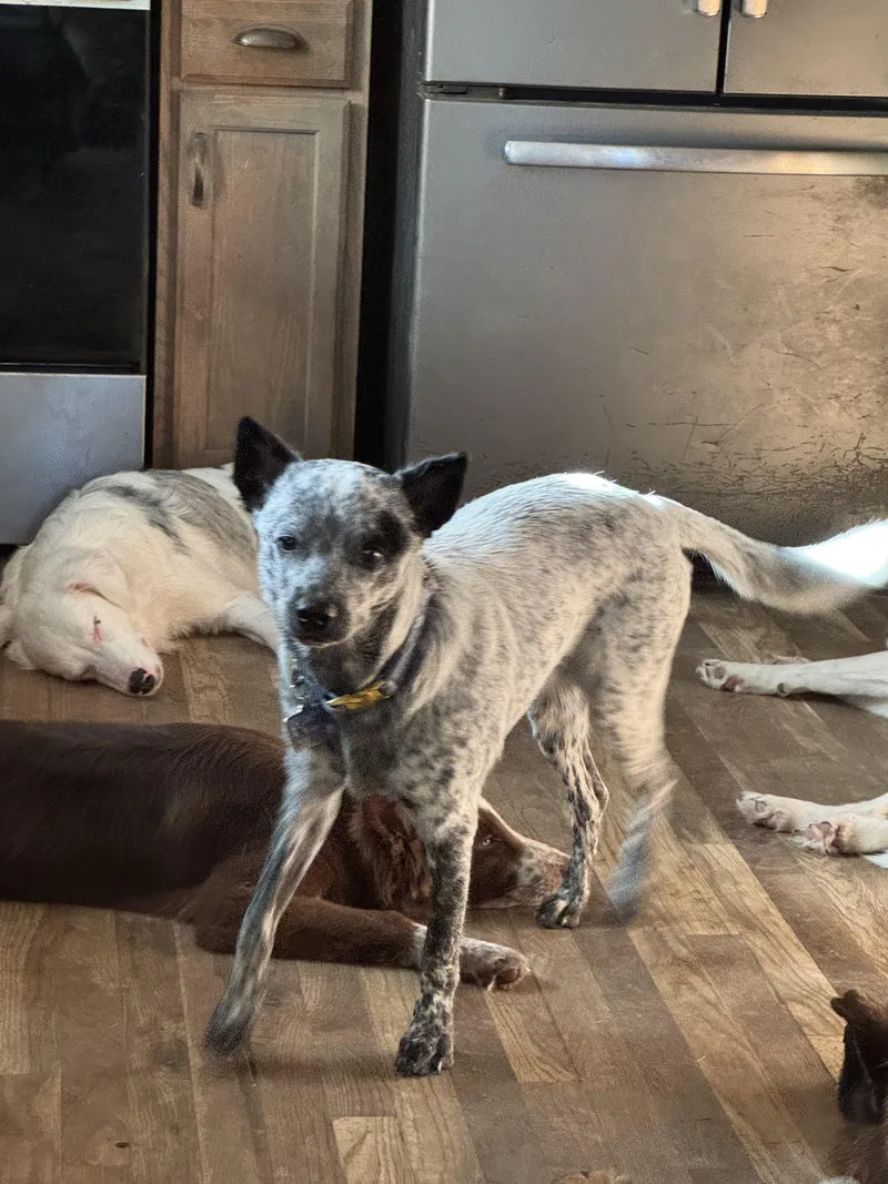 A young medium-sized female Cattle Dog dog named Eggnog for adoption in Watertown, CT