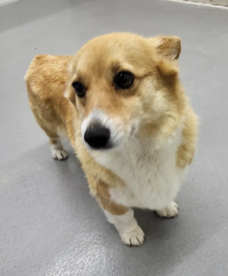 An adult medium-sized female Corgi dog named Flicker for adoption in Medford, WI