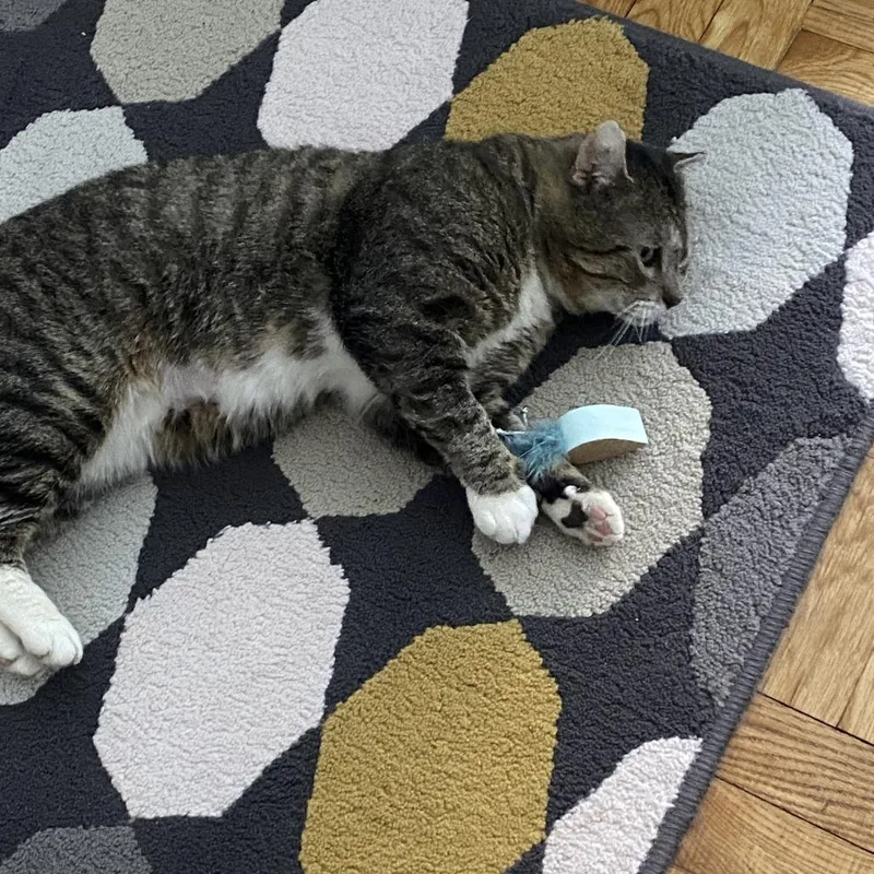 An adult medium-sized male Brown / Chocolate Domestic Short Hair cat named Rim for adoption in Middle Village, NY