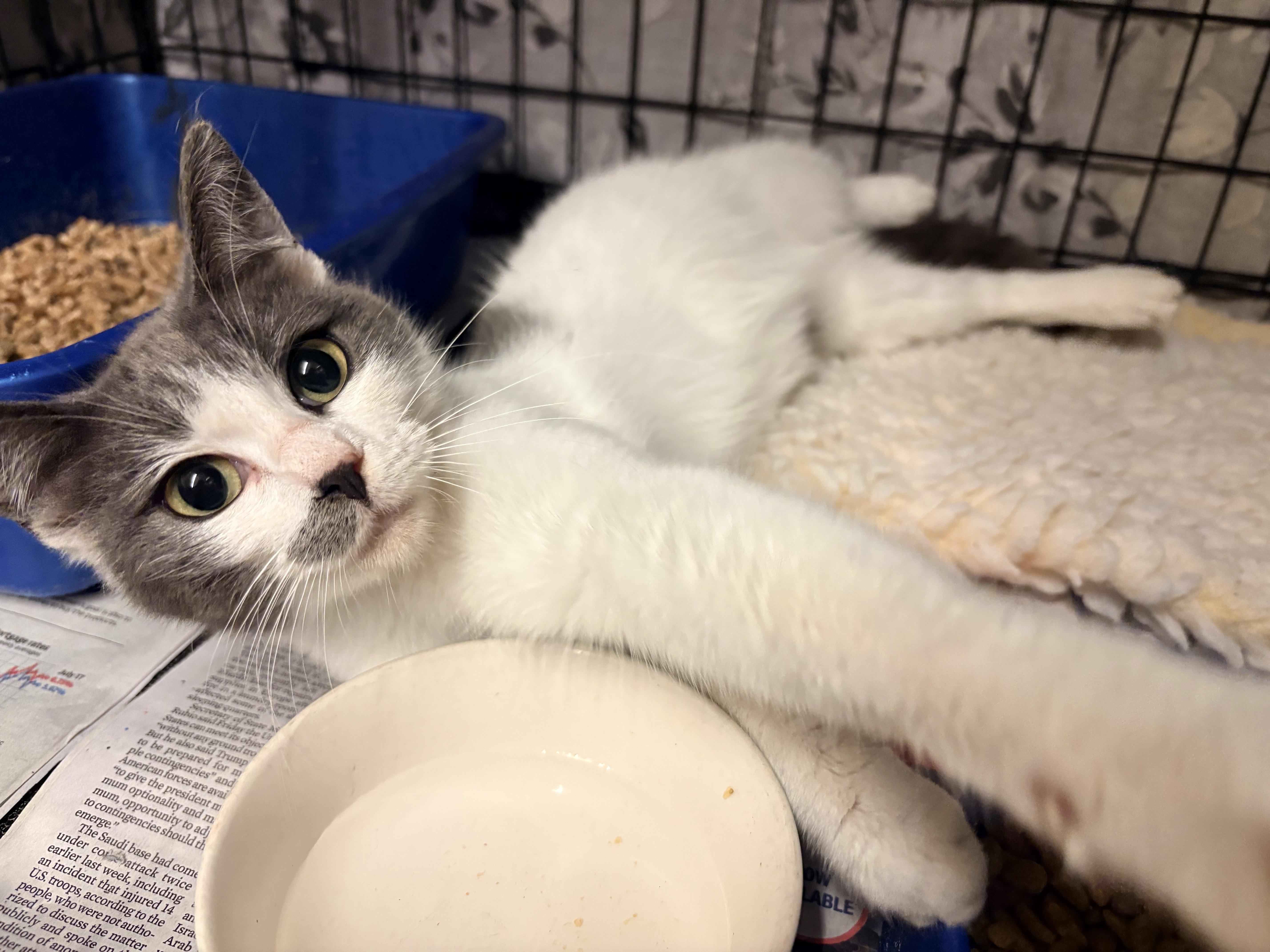 A young medium-sized female Gray & White Domestic Short Hair cat named Bema for adoption in Hayward, CA