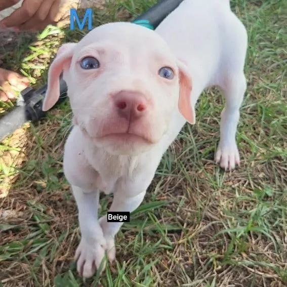 A baby medium-sized male White / Cream German Shorthaired Pointer dog named Queso for adoption in New Orleans, LA