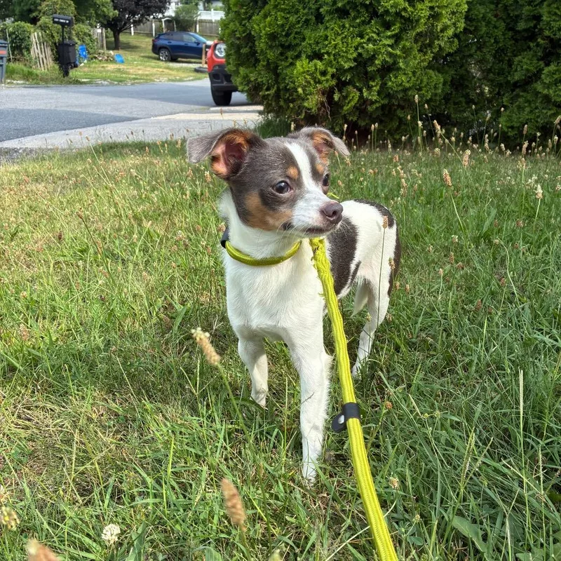 A young small-sized male White / Cream Chihuahua dog named Bart for adoption in Alexandria, VA