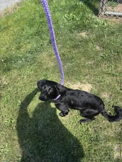 A young small-sized female Labrador Retriever dog named B'elanna for adoption in Hagerstown, MD