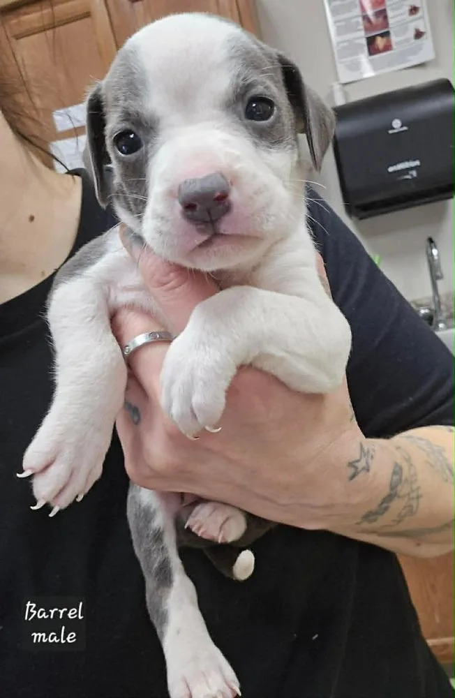 A baby medium-sized male Pit Bull Terrier dog named Barrelmale for adoption in Wenonah, NJ