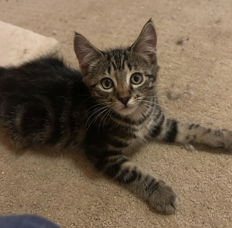 A baby medium-sized male Black Tabby cat named Woody for adoption in Lambertville, NJ
