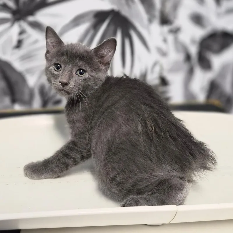 A baby small-sized male Gray / Blue / Silver Domestic Medium Hair cat named Sauerkraut for adoption in Wahiawa, HI