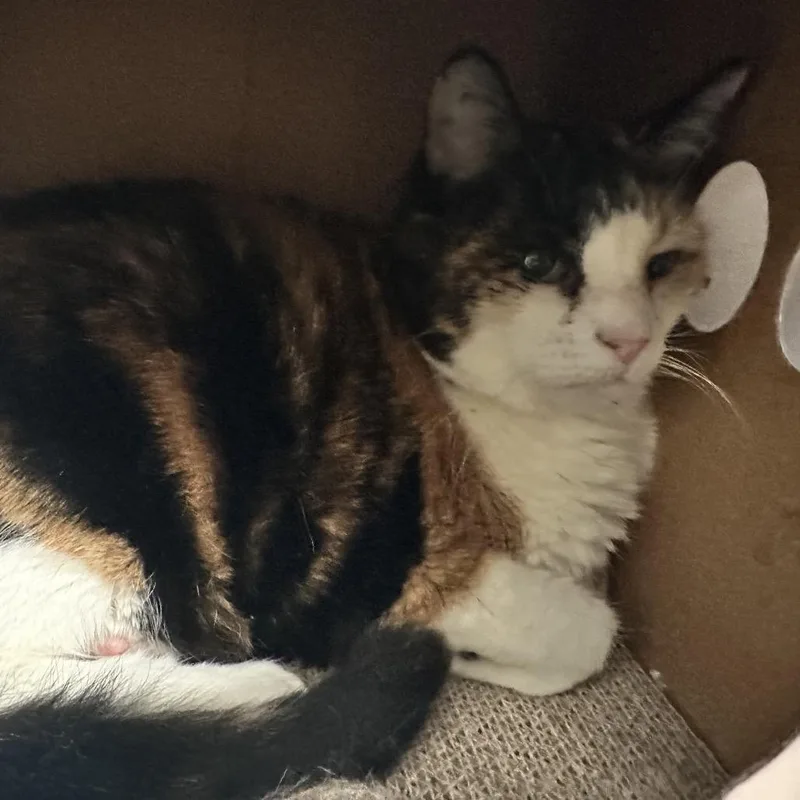 A senior large-sized female Calico Domestic Short Hair cat named Sadie for adoption in Westminster, CA