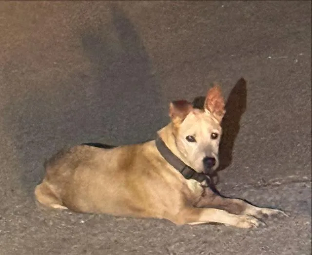 An adult small-sized male Terrier dog named Dale for adoption in San Antonio, TX