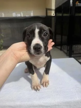 A baby small-sized female Mixed Breed dog named Yvette for adoption in West Chester, PA