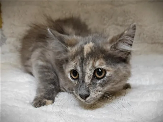 A baby medium-sized female Domestic Short Hair cat named Mia for adoption in Los Angeles, CA