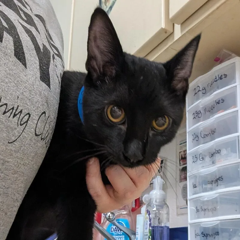 A young medium-sized male Domestic Short Hair cat named Bunky for adoption in Ardmore, OK