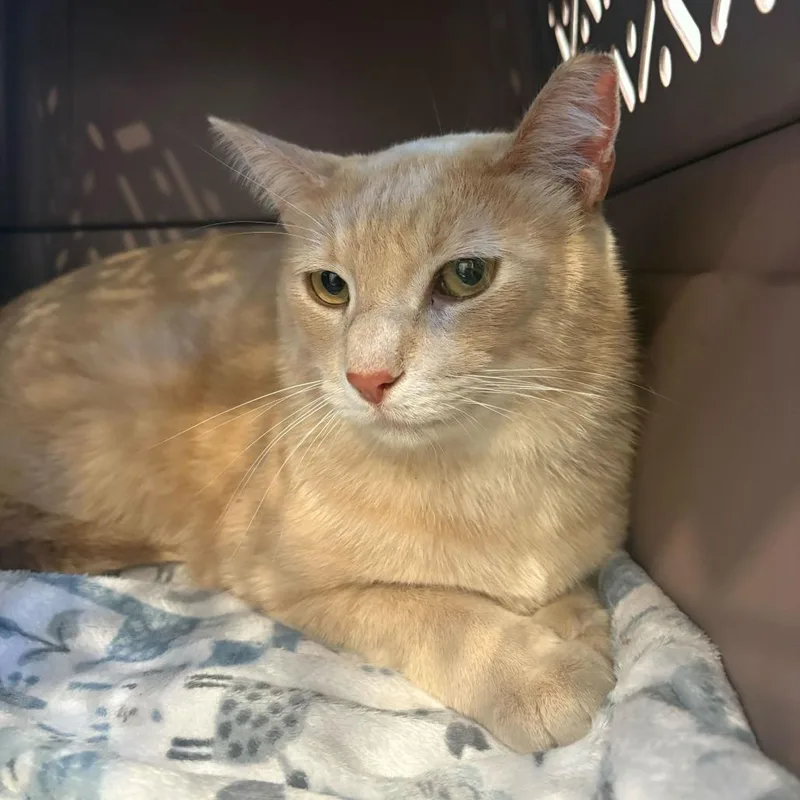 An adult large-sized male Buff / Tan / Fawn Domestic Short Hair cat named Master Chief for adoption in Louisville, KY