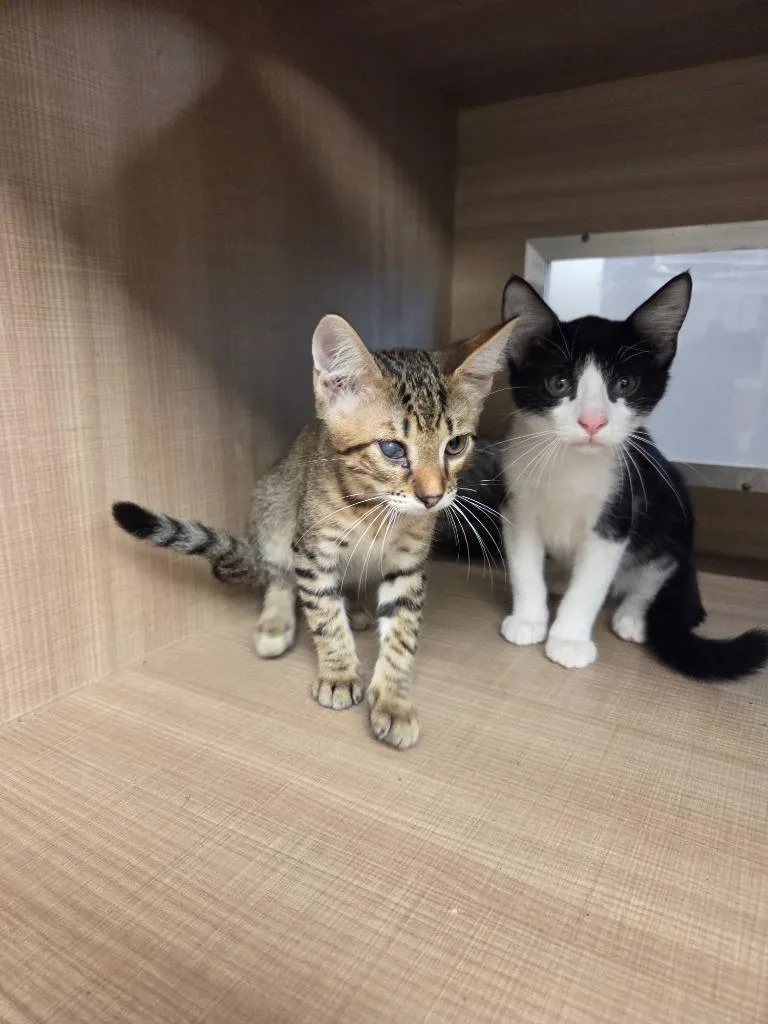 A baby small-sized male Domestic Short Hair cat named Winston for adoption in Bossier City, LA