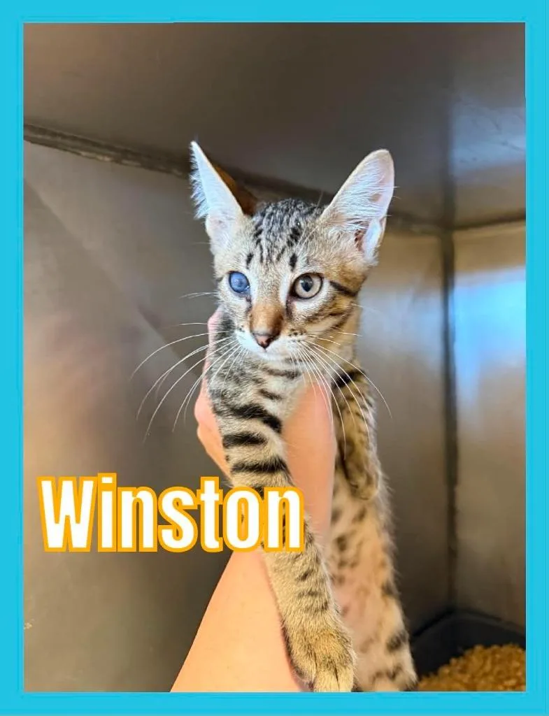 Winston thumbnail 2