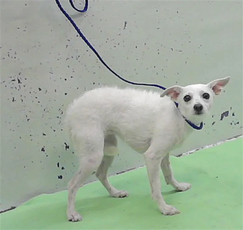 A young small-sized female Chihuahua dog named Princess for adoption in Houston, TX