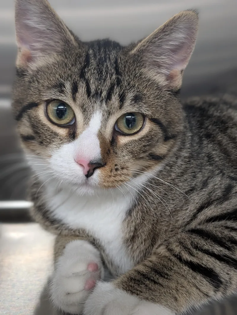 A young medium-sized male Tabby (Buff / Tan / Fawn) Domestic Short Hair cat named Ortley for adoption in Plainfield, NJ