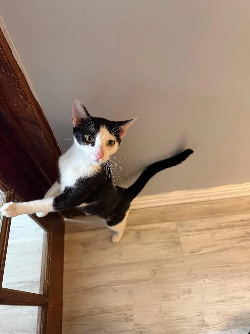 An adult small-sized male Black & White / Tuxedo Domestic Short Hair cat named Dallas for adoption in Freeport, NY