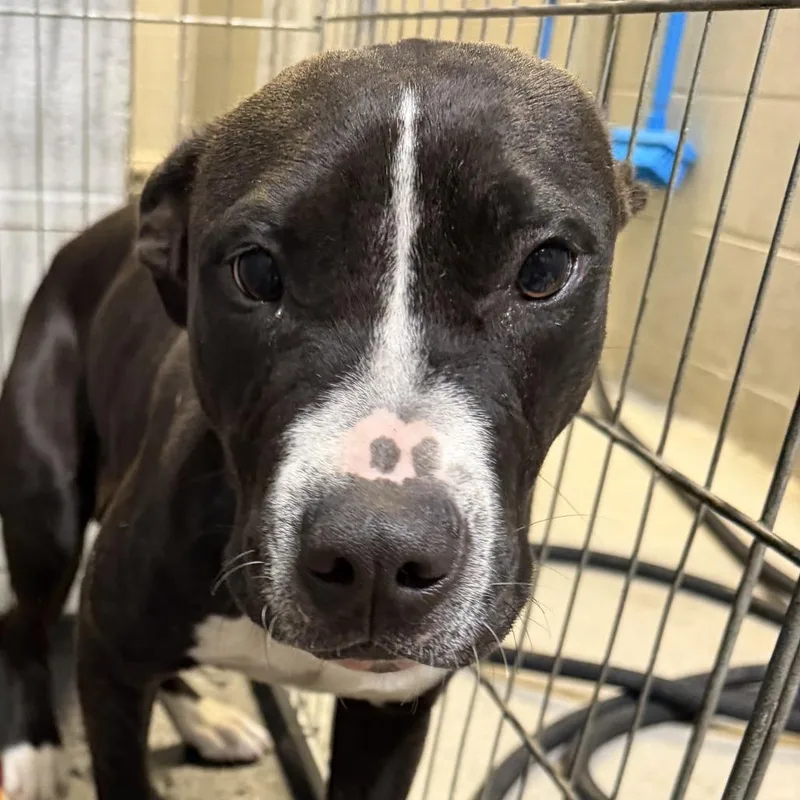 A young medium-sized male Black Pit Bull Terrier dog named Albert for adoption in Birmingham, AL