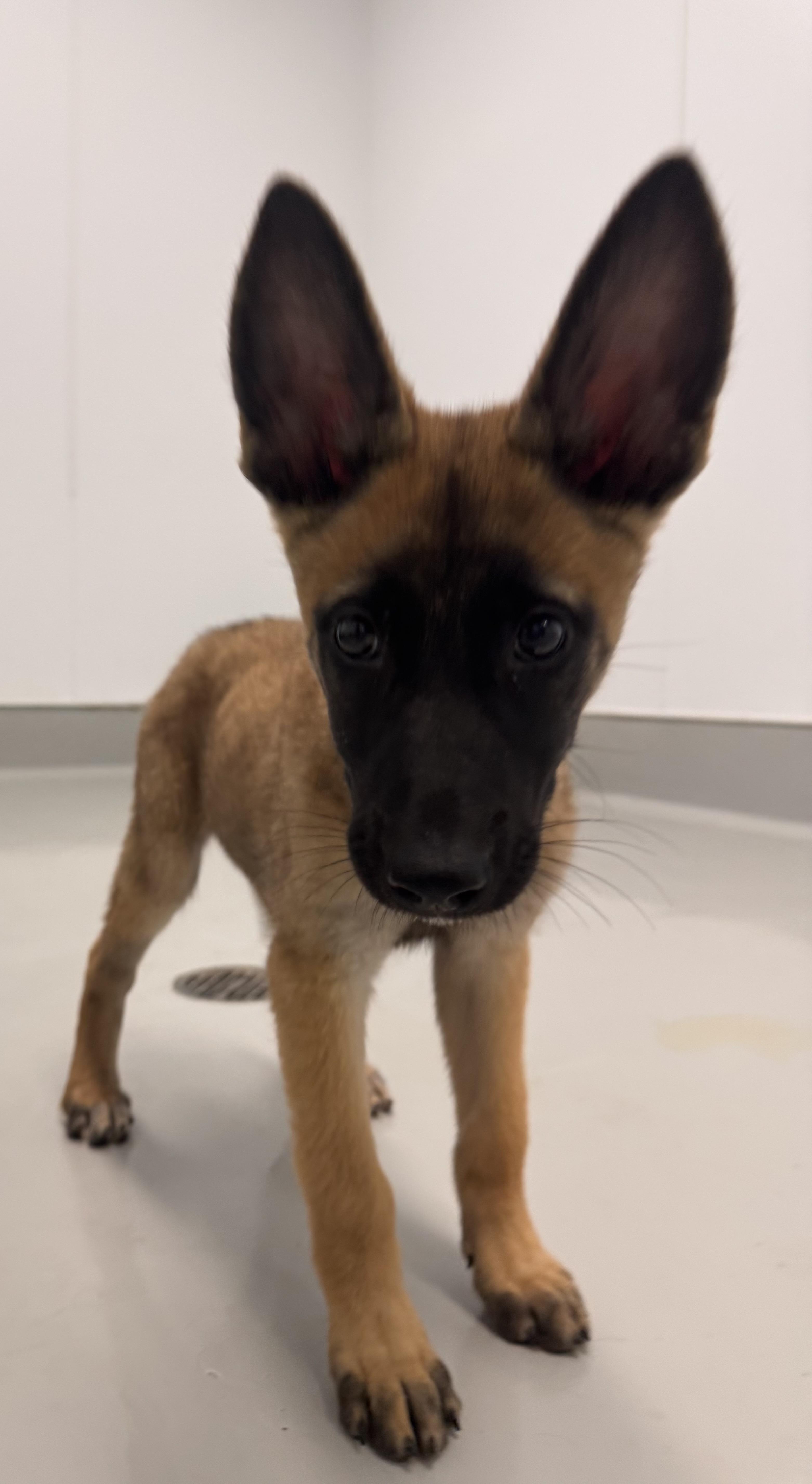 A baby small-sized female Belgian Shepherd / Malinois dog named Lainey for adoption in Chico, CA