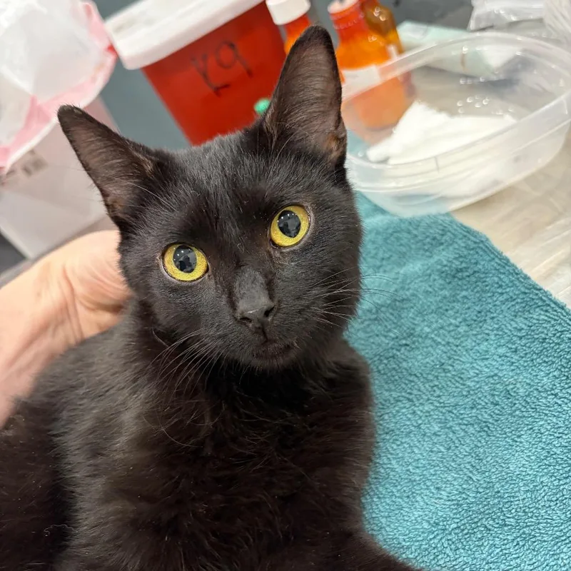 A young medium-sized female Domestic Short Hair cat named Charlotte for adoption in Normal, IL