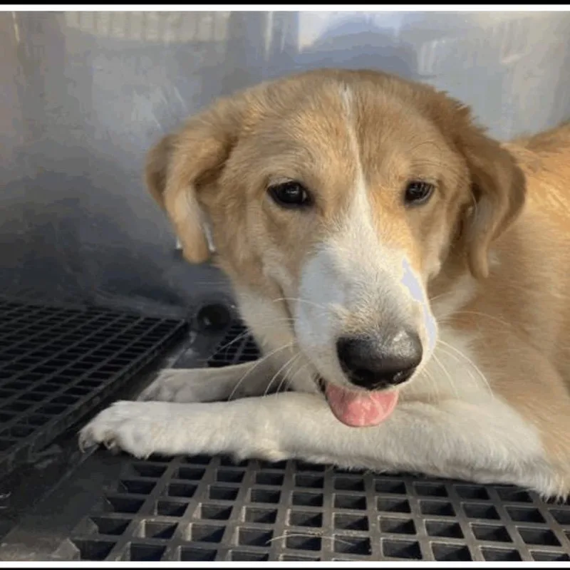 A young large-sized female Yellow / Tan / Blond / Fawn Mixed Breed dog named Aj for adoption in Pasadena , MD