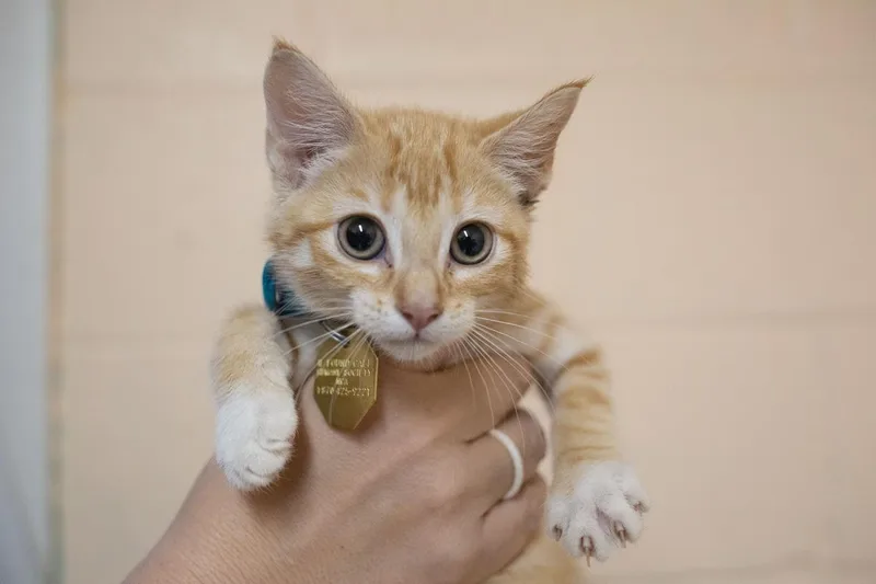 A baby small-sized female Domestic Short Hair cat named Goldielocks for adoption in Mountain Home, AR