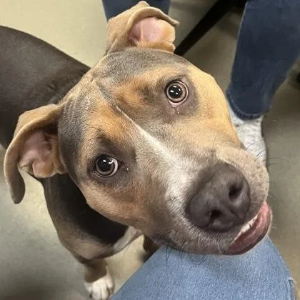 An adult large-sized male Mixed Breed dog named Knuckles for adoption in Merriam, KS