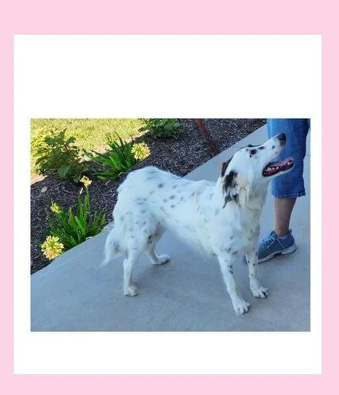 Dixie thumbnail 2
