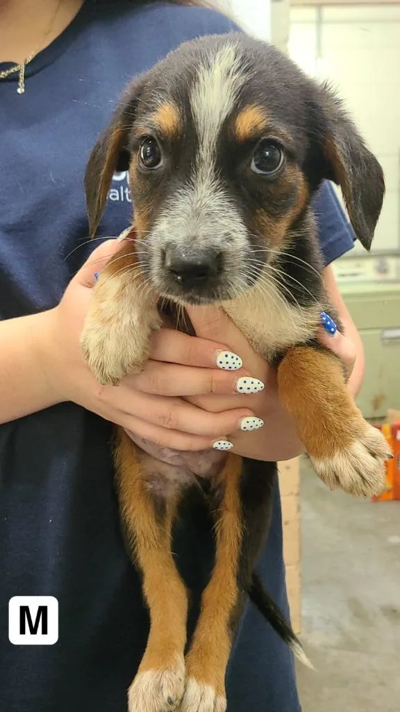 A baby medium-sized male Labrador Retriever dog named Kirby for adoption in Swainsboro, GA