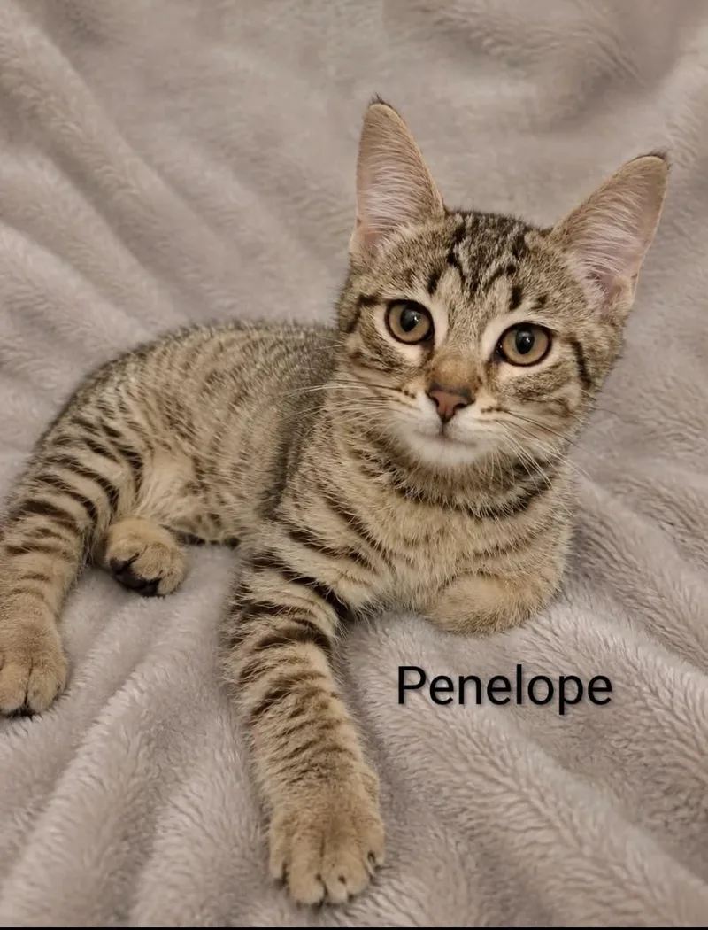 Penelope thumbnail 2