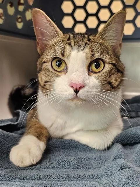 A young medium-sized male Brown / Chocolate Domestic Short Hair cat named Bizzy for adoption in Clyde, NC