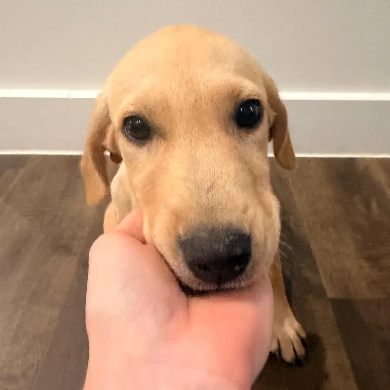 Sadie thumbnail 2