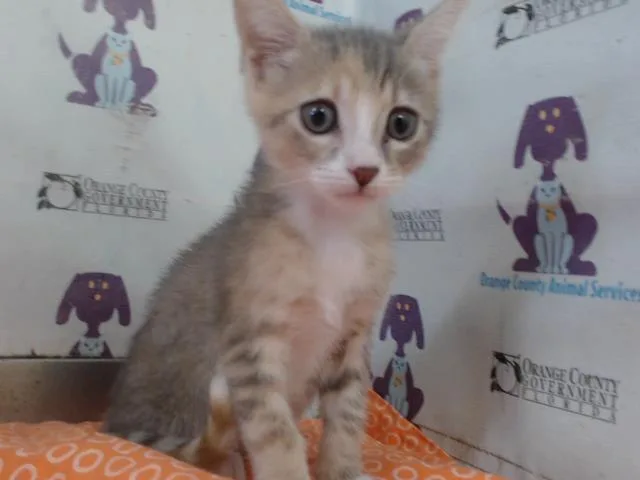 A baby small-sized female Domestic Short Hair cat named Bitsy for adoption in Orlando, FL