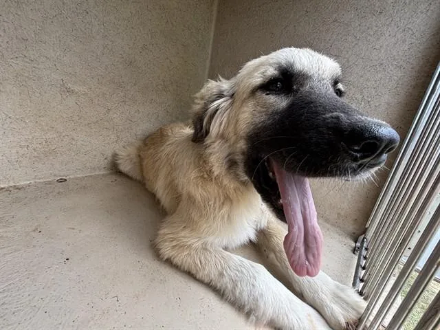 A young medium-sized female Anatolian Shepherd dog named A for adoption in Oklahoma City, OK