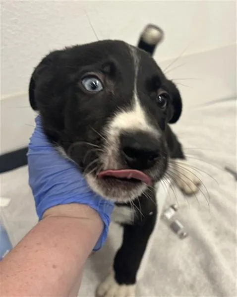 A baby medium-sized male Border Collie dog named David Bowie for adoption in Mesa, AZ